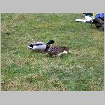 C.Lhota 3.4.2008 -62.JPG